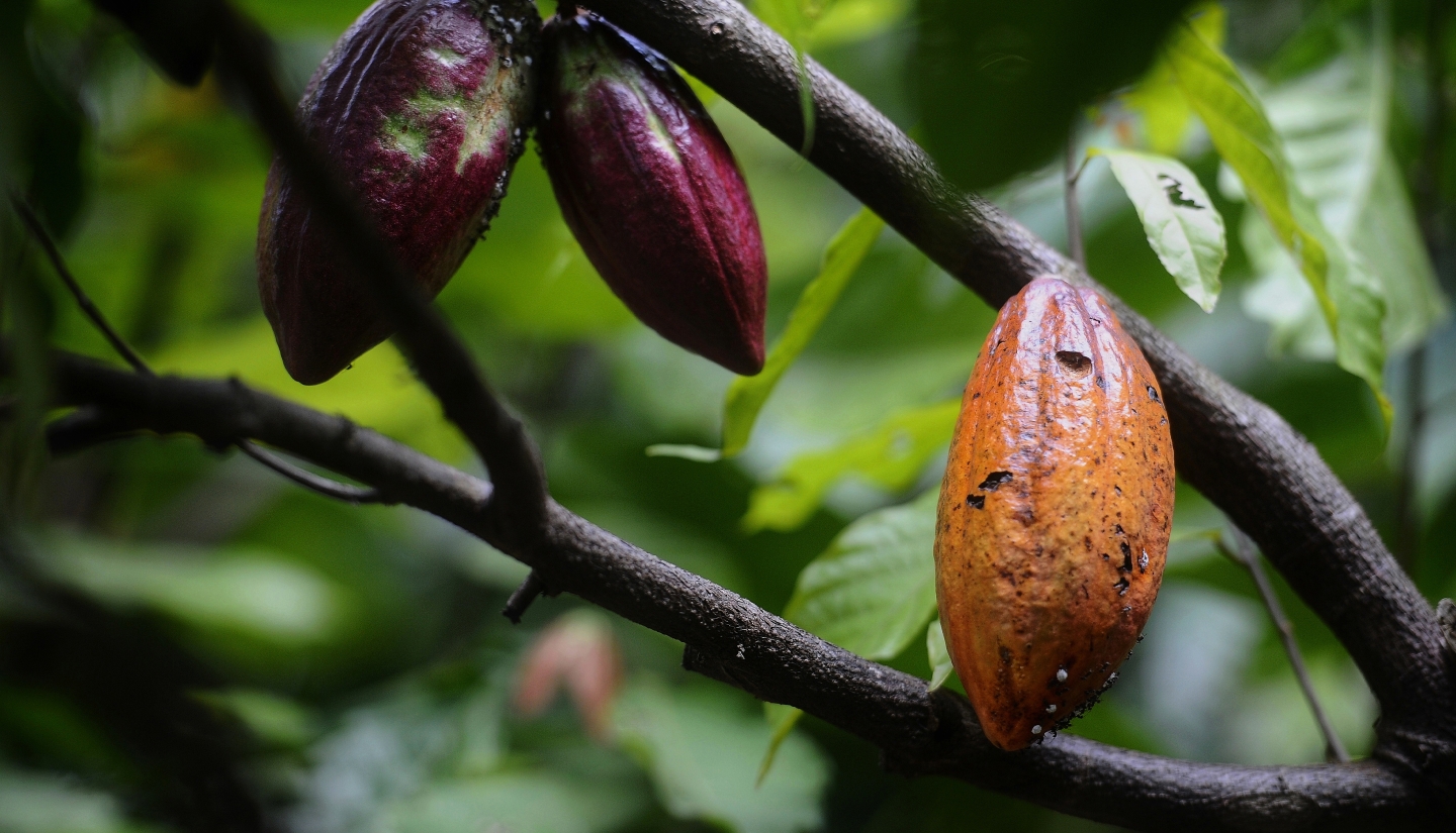International Cocoa Initiative Cocoa Pods